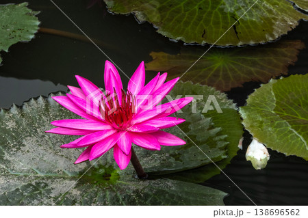 Lotus water lilies blooming in pond Lotus water lilies blooming in pond 138696562