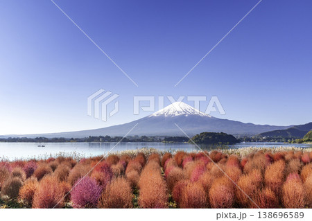 Mount Fuji with Kochia garden at Lake Kawaguchi in Autumn season. Mt Fujisan at Oishi Park, Yamanashi, Japan. Landmark for tourists attraction. Japan Travel, Destination, Vacation and Mount Fuji Day 138696589