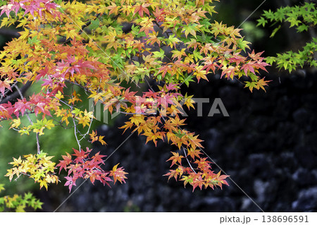 colorful japanese maple tree and maple leaves in autumn, Japan colorful japanese maple tree and maple leaves in autumn, Japan 138696591