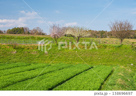 春の田園風景風景　滋賀県大津市仰木 138696697