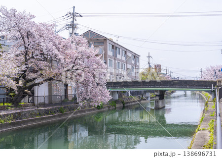 藤森駅近くの疎水端の桜並木 138696731