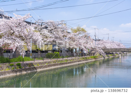 藤森駅近くの疎水端の桜並木 138696732