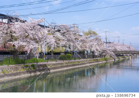 藤森駅近くの疎水端の桜並木 藤森駅近くの疎水端の桜並木 138696734