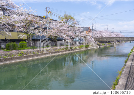 藤森駅近くの疎水端の桜並木 藤森駅近くの疎水端の桜並木 138696739