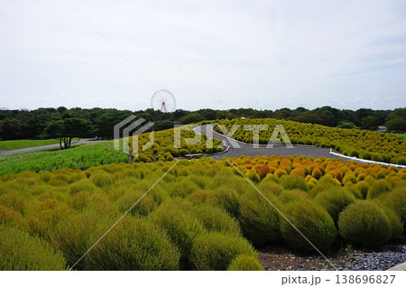 ひたち海浜公園 みはらしの丘からの眺望 茨城県ひたちなか市馬渡字大沼 ひたち海浜公園 みはらしの丘からの眺望 茨城県ひたちなか市馬渡字大沼 138696827