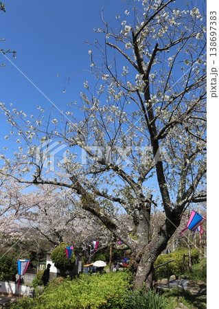老木に咲くサクラ 老木に咲くサクラ 138697383