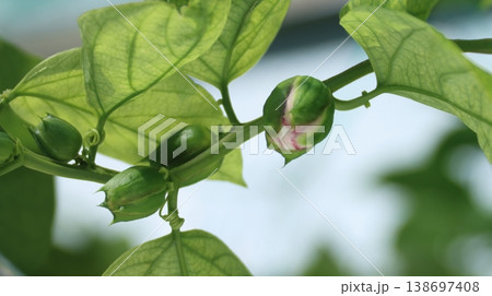 パッシフローラアラタ蕾 138697408