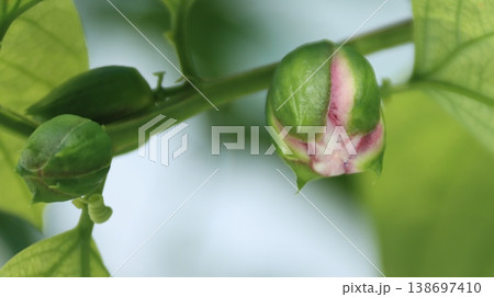 パッシフローラアラタ蕾 138697410