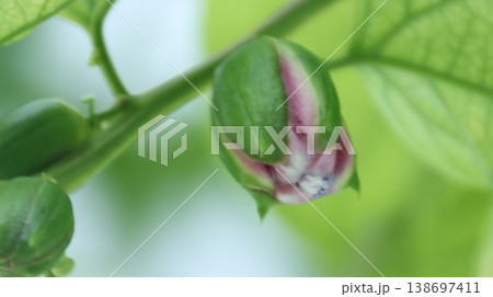 パッシフローラアラタ蕾 138697411