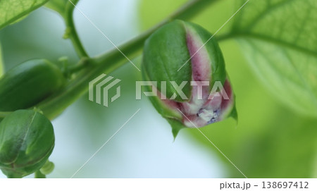 パッシフローラアラタ蕾 138697412