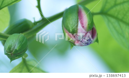 パッシフローラアラタ蕾 138697413