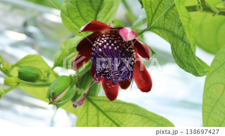 ブラジル時計草の花 138697427