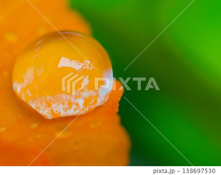 オレンジの花と水滴、緑のコピースペース背景(macro) オレンジの花と水滴、緑のコピースペース背景(macro) 138697530