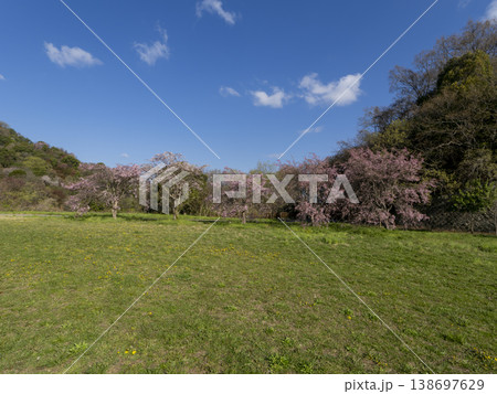 枝垂れ桜が咲く野原の風景 枝垂れ桜が咲く野原の風景 138697629