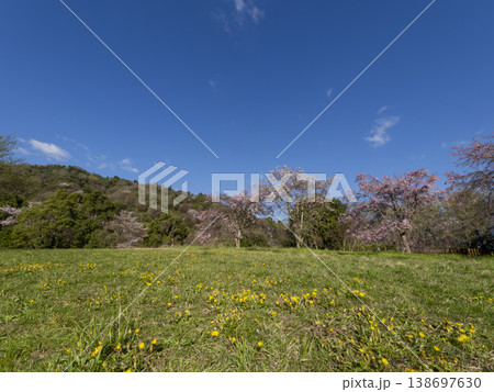 枝垂れ桜が咲く野原の風景 枝垂れ桜が咲く野原の風景 138697630