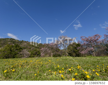 枝垂れ桜が咲く野原の風景 138697632