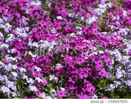 公園に咲いた鮮やかな芝桜 公園に咲いた鮮やかな芝桜 138697685