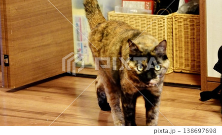 家の中でくつろぐ2匹の飼い猫 家の中でくつろぐ2匹の飼い猫 138697698