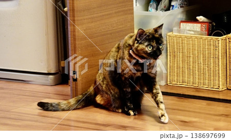 家の中でくつろぐ2匹の飼い猫 138697699