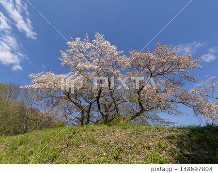 青空にそびえる桜の木 138697808