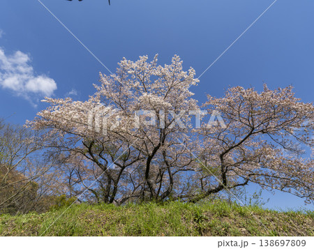 青空にそびえる桜の木 青空にそびえる桜の木 138697809