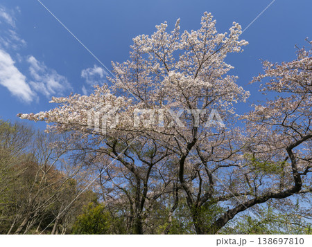 青空にそびえる桜の木 青空にそびえる桜の木 138697810