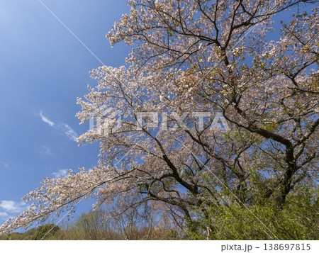 青空にそびえる桜の木 青空にそびえる桜の木 138697815