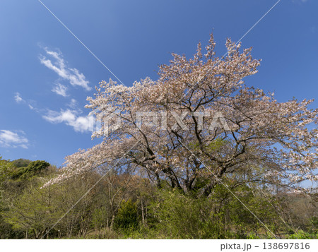 青空にそびえる桜の木 138697816