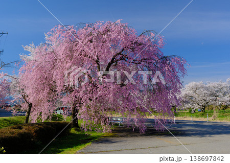 高山市 宮川緑地公園　満開　桜 138697842