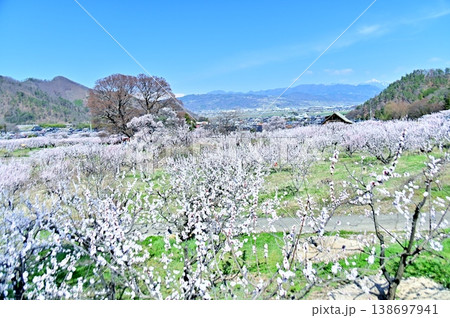 あんずの里の春景色 あんずの里の春景色 138697941
