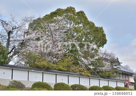 伏見桃山城の桜 138698051