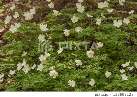 白い可憐な花を咲かせるイチリンソウ 白い可憐な花を咲かせるイチリンソウ 138698128