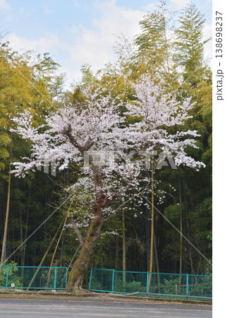 伏見桃山城の桜 138698237