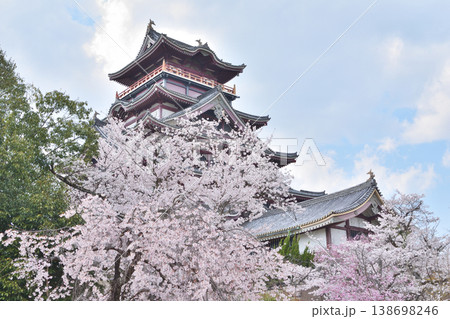 伏見桃山城の桜 伏見桃山城の桜 138698246
