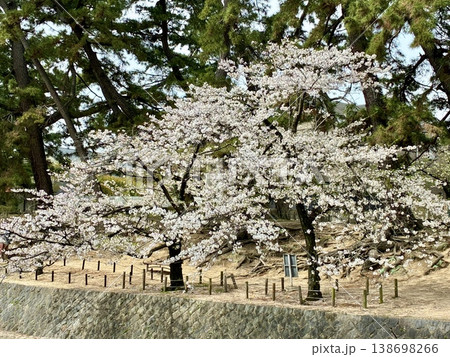 夙川の桜 夙川の桜 138698266