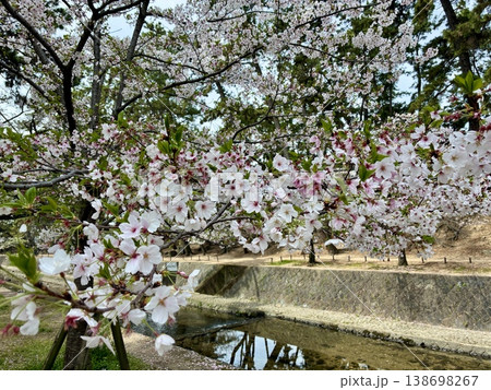 夙川の桜 夙川の桜 138698267