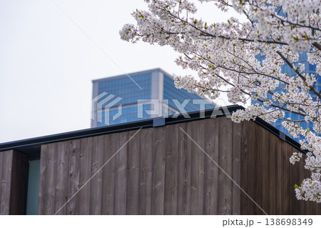 中之島　京阪大江橋駅付近の風景と満開の桜 138698349