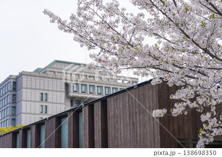 中之島 京阪大江橋駅付近の風景と満開の桜 中之島 京阪大江橋駅付近の風景と満開の桜 138698350
