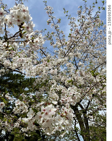 春爛漫ー夙川の桜 春爛漫ー夙川の桜 138698366