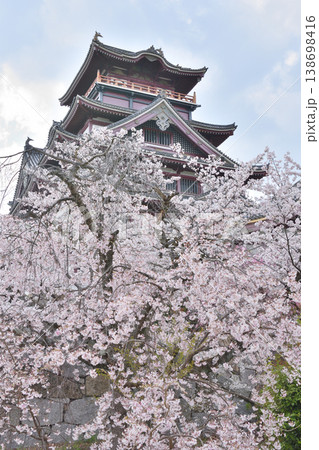 伏見桃山城の桜 伏見桃山城の桜 138698416