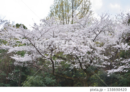 伏見桃山城の桜 伏見桃山城の桜 138698420