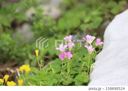 ムラサキカタバミの花 138698524