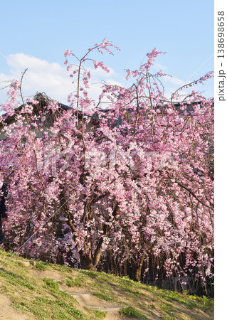 先斗町公園の桜 先斗町公園の桜 138698658