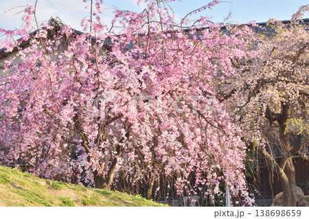 先斗町公園の桜 138698659