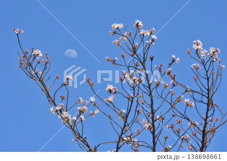 先斗町公園の桜 138698661
