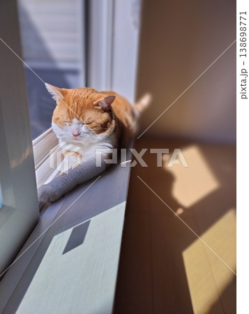 窓辺で日向ぼっこする猫 138698771