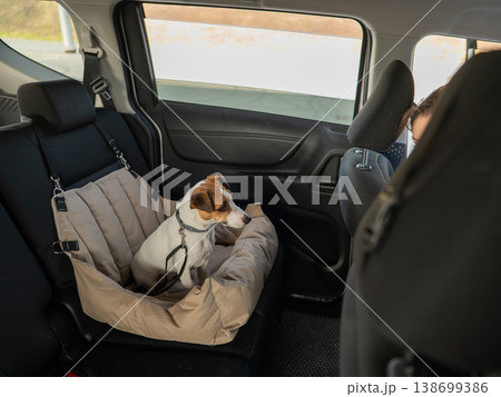 Jack Russell Terrier Dog in a Special Car Seat. Jack Russell Terrier Dog in a Special Car Seat. 138699386