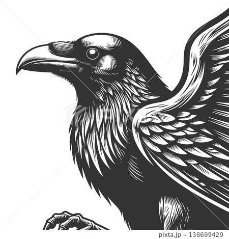 Raven engraving sketch vector illustration Raven engraving sketch vector illustration 138699429