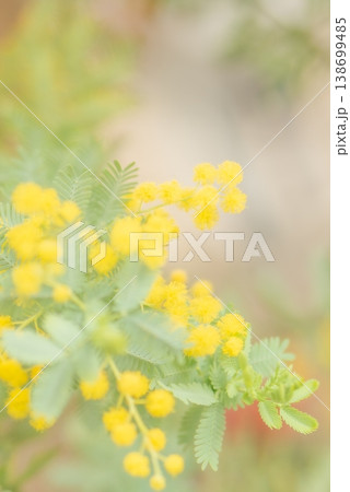春の訪れを告げる黄色いミモザの花【春】 春の訪れを告げる黄色いミモザの花【春】 138699485