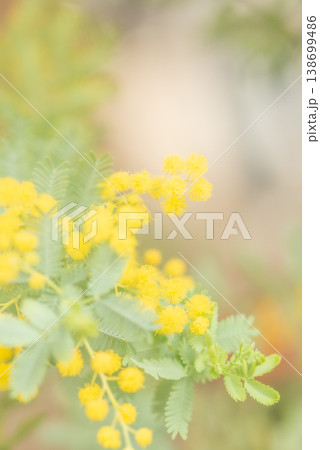 春の訪れを告げる黄色いミモザの花【春】 138699486